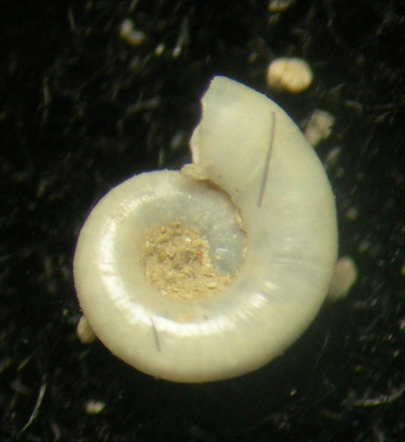 Xylodiscula lens
